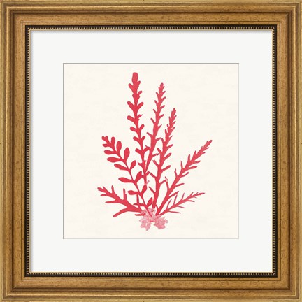 Framed Pacific Sea Mosses III Red Print