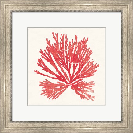 Framed Pacific Sea Mosses II Red Print