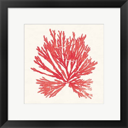 Framed Pacific Sea Mosses II Red Print