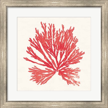 Framed Pacific Sea Mosses II Red Print