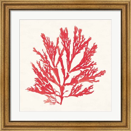 Framed Pacific Sea Mosses I Red Print