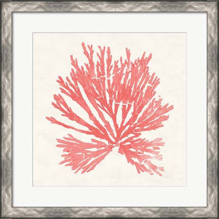 Framed Pacific Sea Mosses II Coral Print