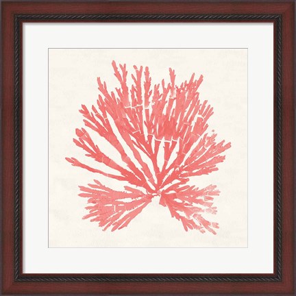 Framed Pacific Sea Mosses II Coral Print