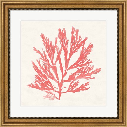 Framed Pacific Sea Mosses I Coral Print