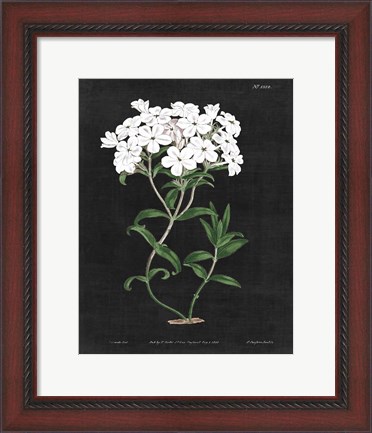 Framed White Botanical on Black Chart VI Print