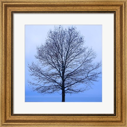 Framed November Tree Print