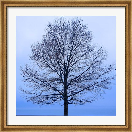 Framed November Tree Print