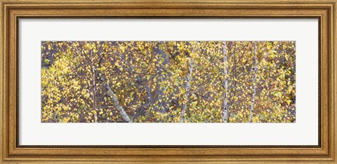 Framed Tree Panorama III Print