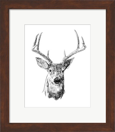 Framed Young Buck Sketch III Print