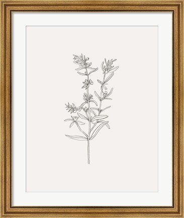 Framed Wild Foliage Sketch I Print