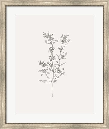 Framed Wild Foliage Sketch I Print