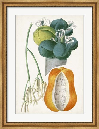 Framed Turpin Tropical Fruit XII Print