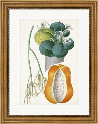 Framed Turpin Tropical Fruit XII Print