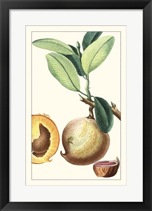 Framed Turpin Exotic Botanical II Print