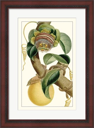 Framed Turpin Exotic Botanical VII Print