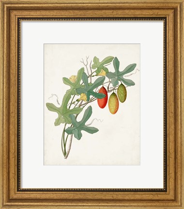 Framed Botanical of the Tropics III Print