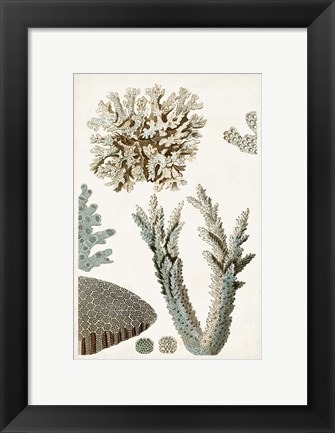 Framed Coastal Curiosity VI Print