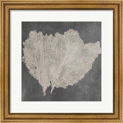 Framed Natural Sea Fan IV Print