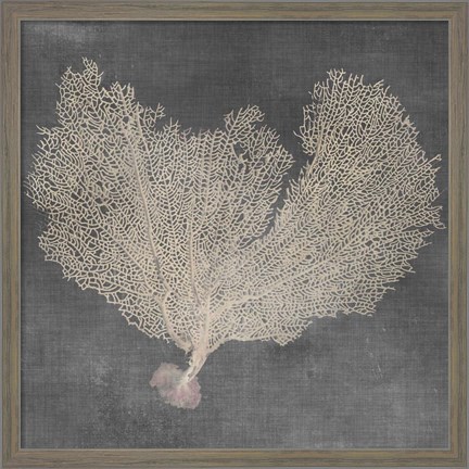 Framed Natural Sea Fan VI Print