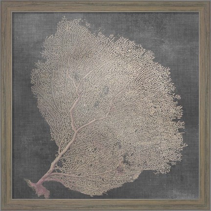 Framed Natural Sea Fan IX Print