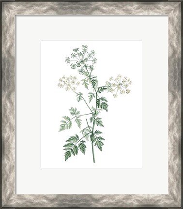 Framed Soft Green Botanical II Print