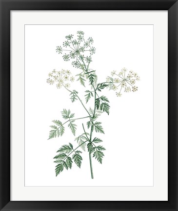 Framed Soft Green Botanical II Print