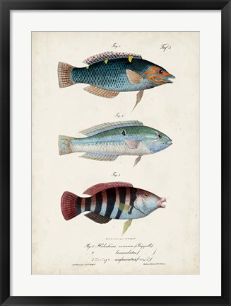 Framed Antique Fish Trio III Print