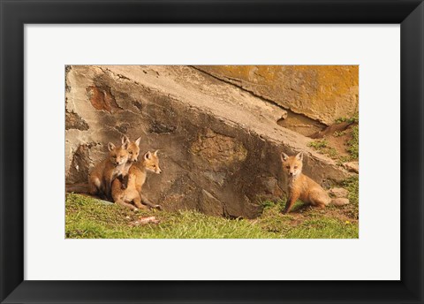 Framed Fox Cubs I Print