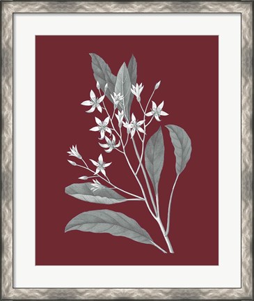 Framed Pomegranate Botanical V Print