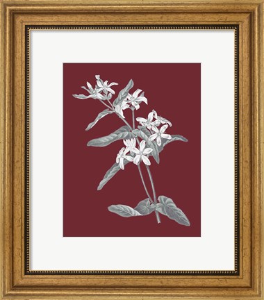 Framed Pomegranate Botanical IV Print