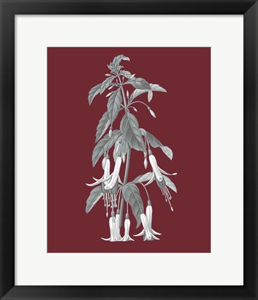 Framed Pomegranate Botanical I Print