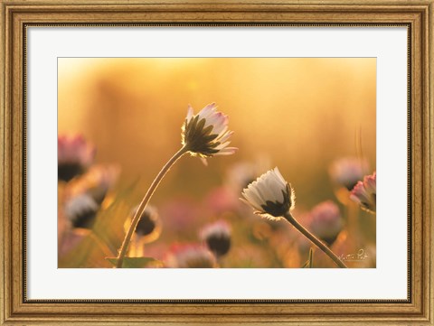 Framed Daisies Print