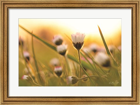 Framed Daisy at Sunset Print