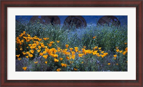 Framed Field of Orange Flowers Print