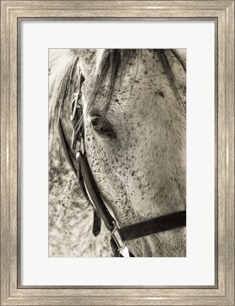 Framed White Horse Print