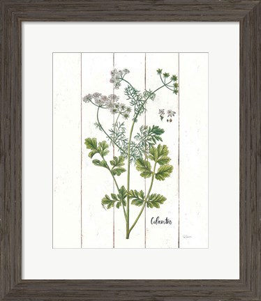 Framed Cottage Herbs III Print