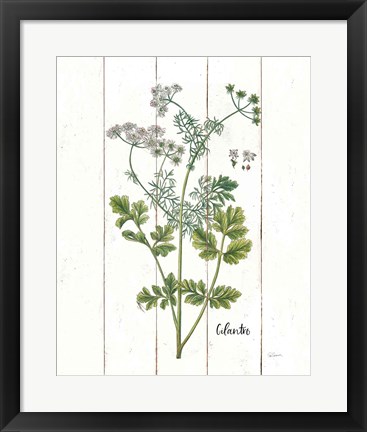 Framed Cottage Herbs III Print