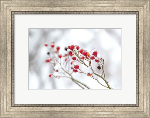 Framed Winter Berries II Print