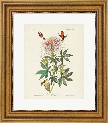 Framed Pl 379 Ruff-necked Hummingbird Print