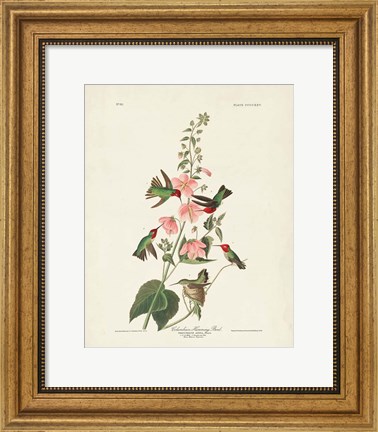 Framed Pl 425 Columbian Hummingbird Print