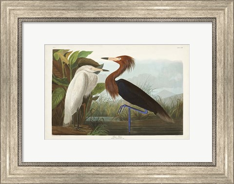 Framed Pl 256 Purple Heron Print