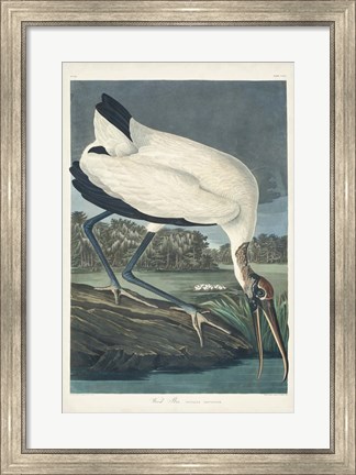 Framed Pl 216 Wood Ibis Print