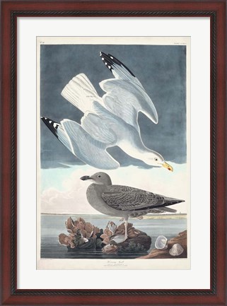 Framed Pl 291 Herring Gull Print