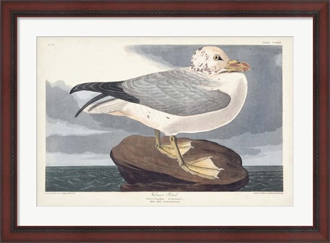 Framed Pl 264 Fulmar Petral Print