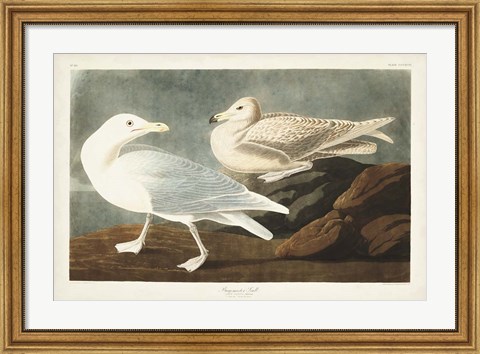 Framed Pl 396 Burgomaster Gull Print