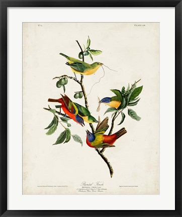 Framed Pl 53 Painted Finch Print