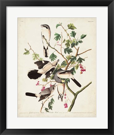 Framed Pl 192 Great Cinereous Shrike Print