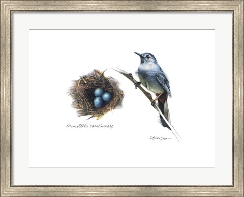 Framed Bird &amp; Nest Study II Print