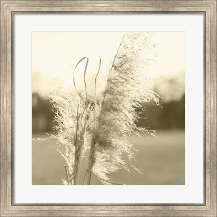 Framed Ethereal Pampas VI Print