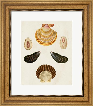 Framed Knorr Shells I Print